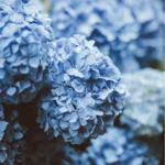 blue hydrangea