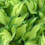 hosta