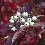 red osier dogwood (cornus sericea or cornus stolonifera) ourtowncalendar.com © 2026