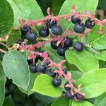 salal (gaultheria shallon) ourtowncalendar.com © 2026