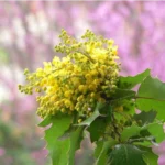 tall oregon grape (berberis aquifolium) ourtowncalendar.com © 2026
